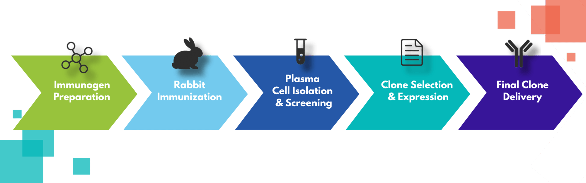 Custom monoclonal antibody services from Bioss