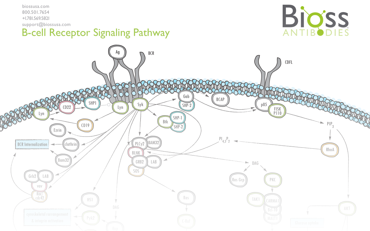 B Cell Pathway Poster Download