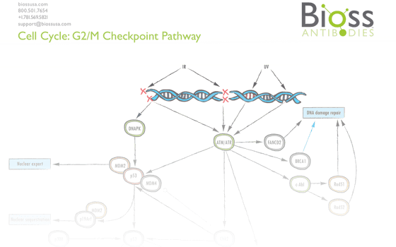g2m_pathway.png