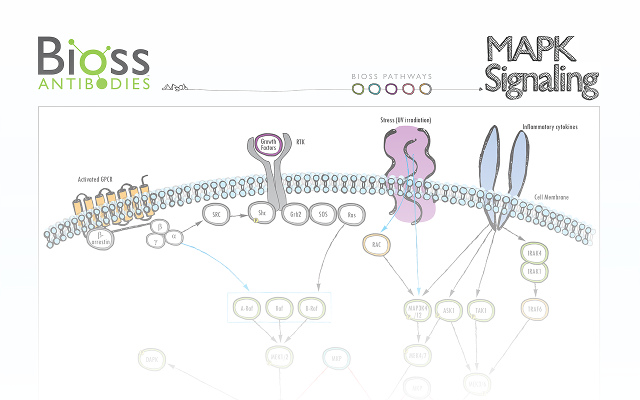 MAPK Signaling Poster Download