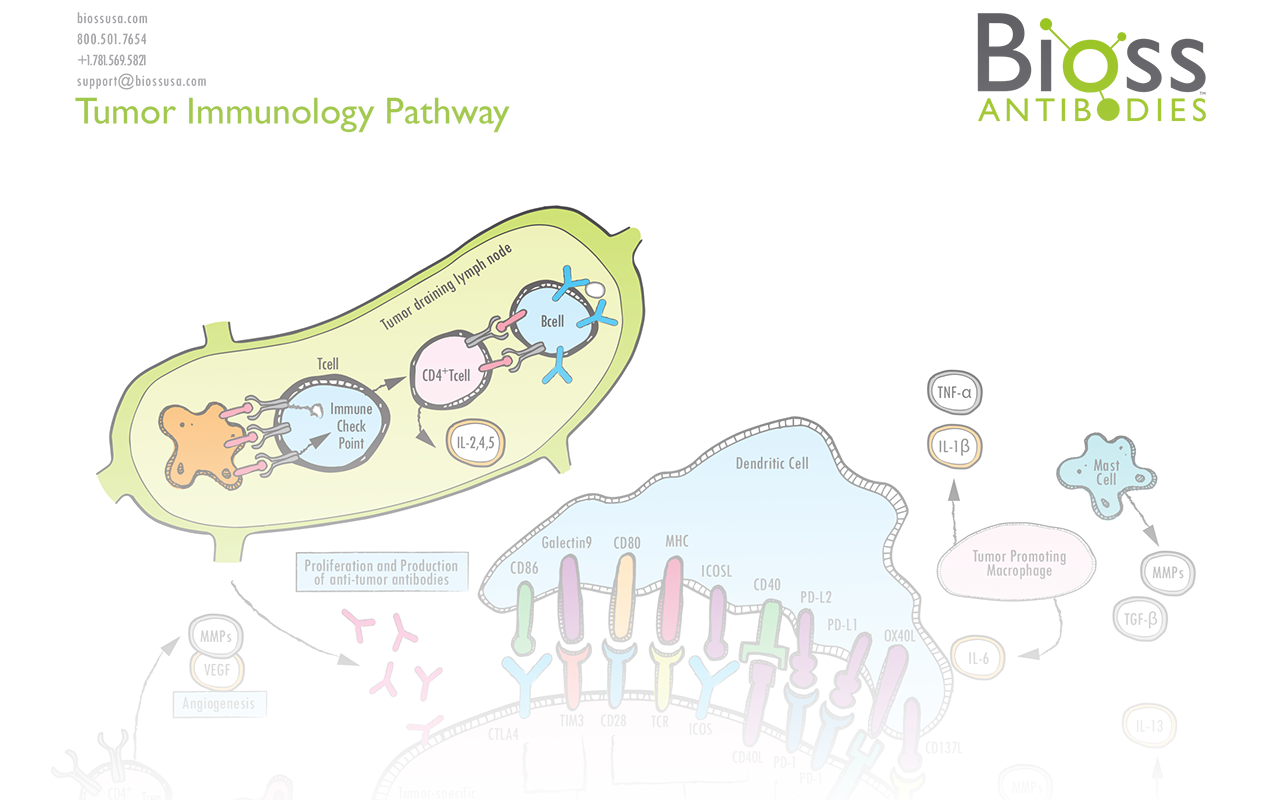 Tumor Immunology Pathway Poster Download